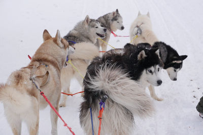 Dogs on snow