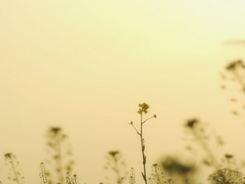Close-up of flowers