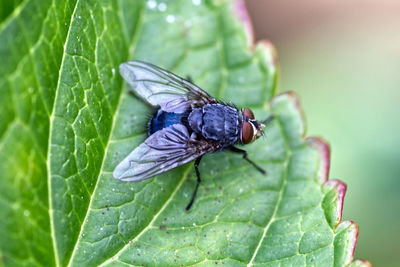 Close-up of insect on leaf