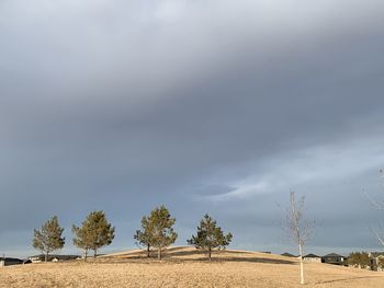 Trees on field against sky