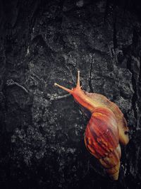 Close-up of snail on rock