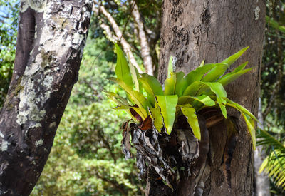 Close-up of tree trunk amidst plants in forest