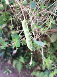 Close-up of insect on plant