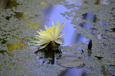 Close-up of yellow flower blooming outdoors