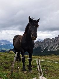 Horse standing in a field