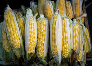 Close-up of bananas