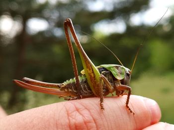 Close-up of insect on hand