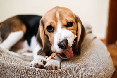 Dog snack chewing sticks for puppies. beagle puppy eating dog snack chewing sticks at home. 