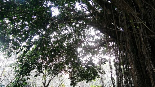 Low angle view of trees in forest