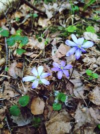 High angle view of purple flowering plants on field