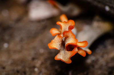 High angle view of orange