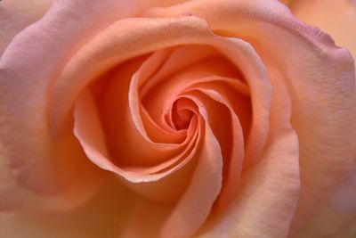 Macro shot of rose