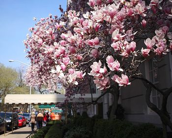 Pink flowers blooming on tree