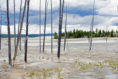 Panoramic shot of trees on field against sky