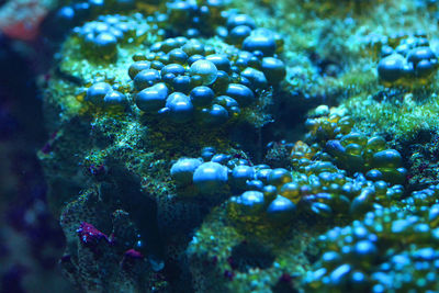 Close-up of fish underwater