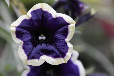 Close-up of purple iris blooming outdoors