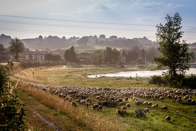 Flock of birds on field against sky