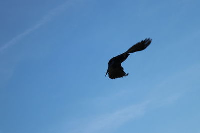 Low angle view of bird flying against clear blue sky