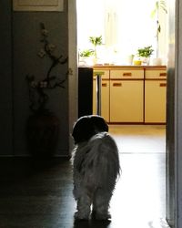 Dog sitting on floor