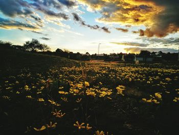 Scenic view of field against sky during sunset