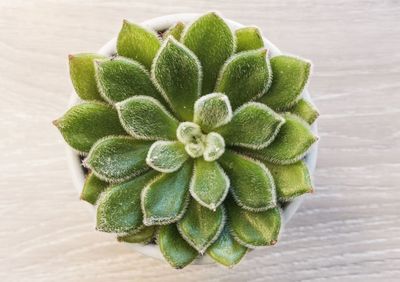 High angle view of succulent plant on table