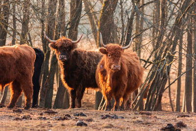 Gentle giants of spring. furry brown wild cow flock grazing in the field in northern europe