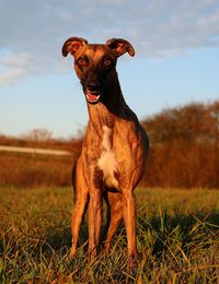 Portrait of dog standing on field