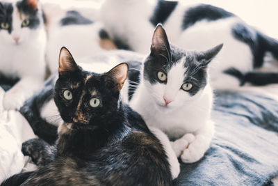 Close-up portrait of cats