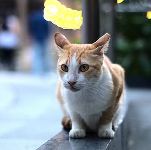 Yellow eyed sitting cat in makati