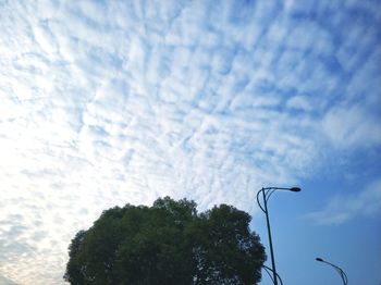 Low angle view of trees against sky