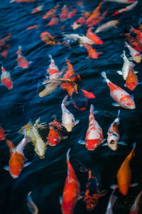 High angle view of koi carps swimming in lake