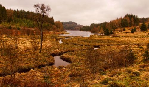 Scenic view of lake in forest against sky