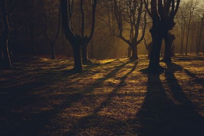 Bare trees in forest