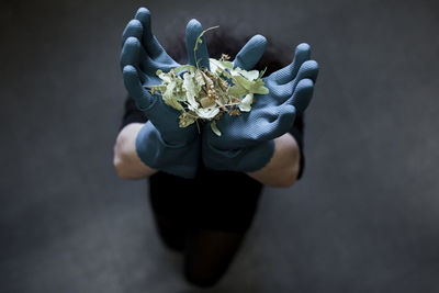 High angle view of person holding leaves