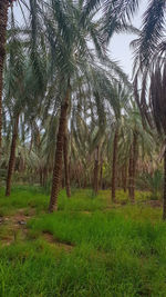 Pine trees on field in forest