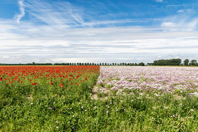 Scenic view of flowering plants on field against sky