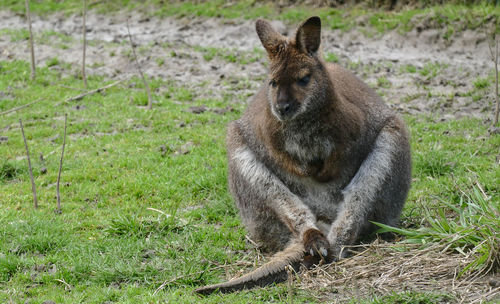 Kangaroo in freedom laying down resting on the grass and enjoying the sun