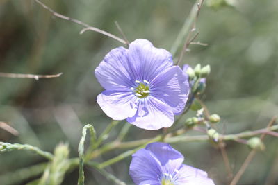 Close-up of purple flowering plant