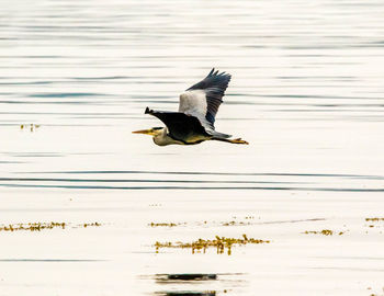 Bird flying over lake