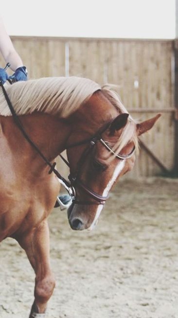 person, part of, lifestyles, men, horse, holding, leisure activity, cropped, focus on foreground, close-up, unrecognizable person, brown, day, animal themes, one animal, low section, side view