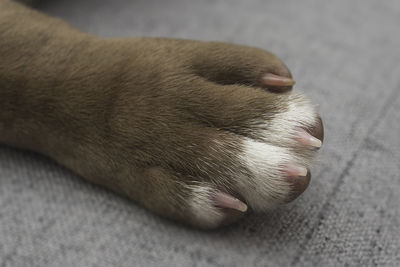 Close-up of a cat sleeping