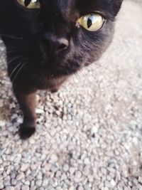 Close-up portrait of a cat