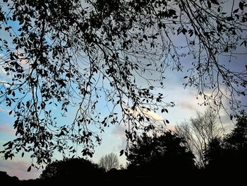 Low angle view of silhouette trees against sky