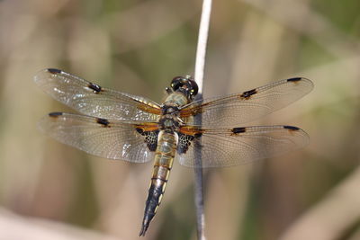 Close-up of dragonfly on twig