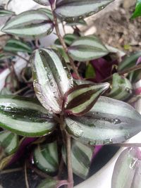 Close-up of wet plant