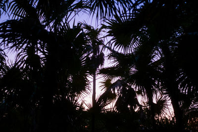 Low angle view of silhouette trees against sky