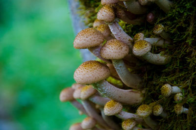 Close-up of mushrooms growing on tree