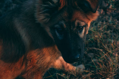 Dog of happines