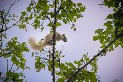 Low angle view of bird on branch against sky