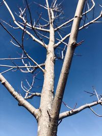 Low angle view of bare tree against blue sky